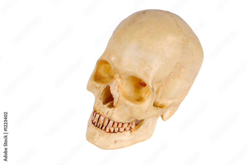 Obraz premium human skull