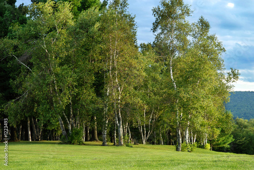 birch trees