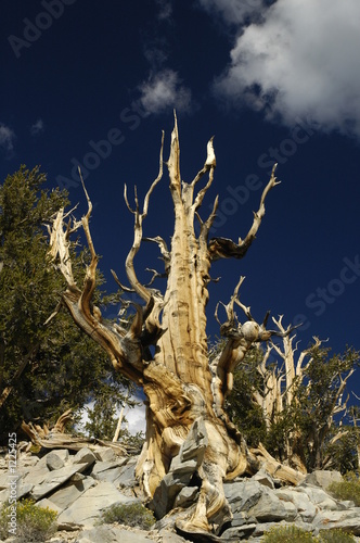 brisclecone pine
