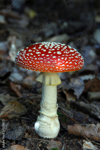 fliegenpilz