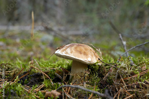 mushroom close up