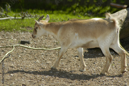 Fototapeta Naklejka Na Ścianę i Meble -  goat  in the zoo