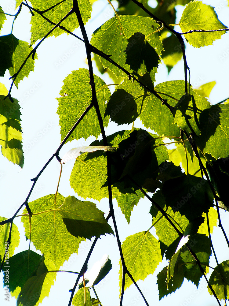 birch leafage