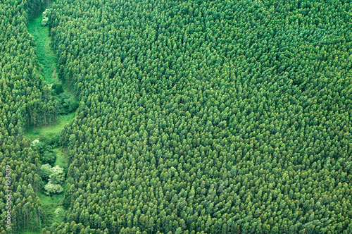 big island aerial shot - eucalyptus rain forest