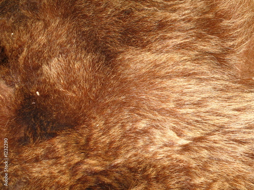 bear fur