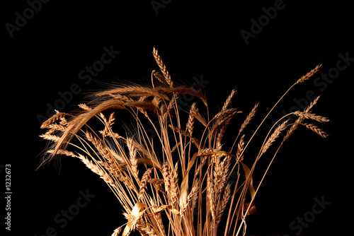 wheat