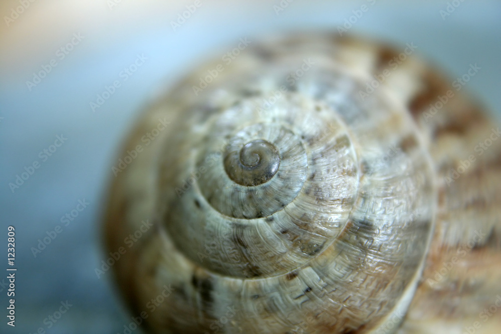 a small shell