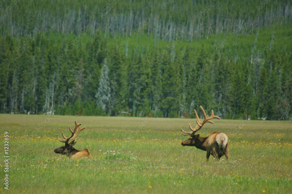 Naklejka premium yellowstone elk