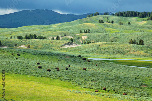 yellowstone bison