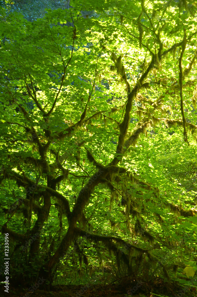 deep in the forest deep in the forest