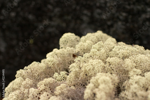 arctic mountain moss photo