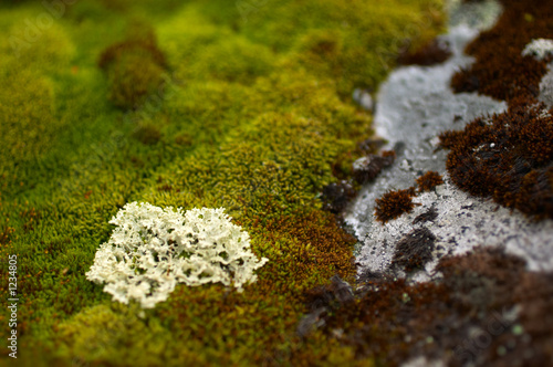 Fotografie northern moss