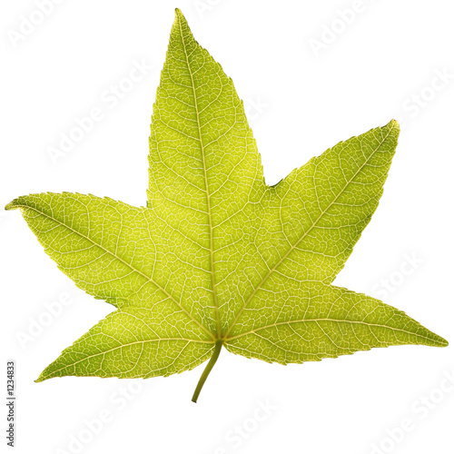 leaf
