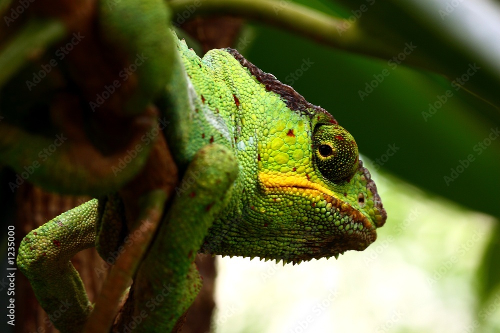 Obraz premium chamäleon
