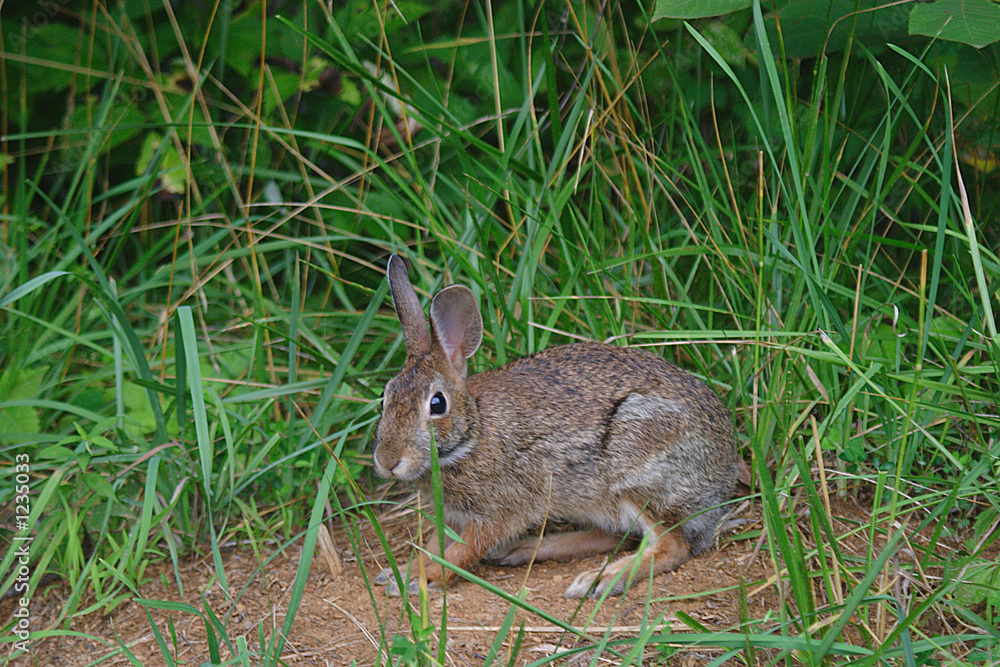 Cottontail rabbit resting on a small patch of ground in high grass Cottontail rabbit resting on a small patch of ground in high grass
