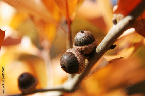 acorns
