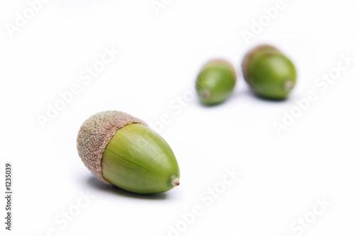 acorns