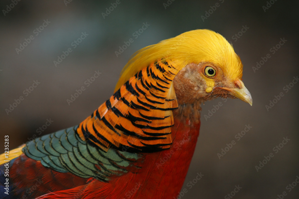 colourful bird colourful bird