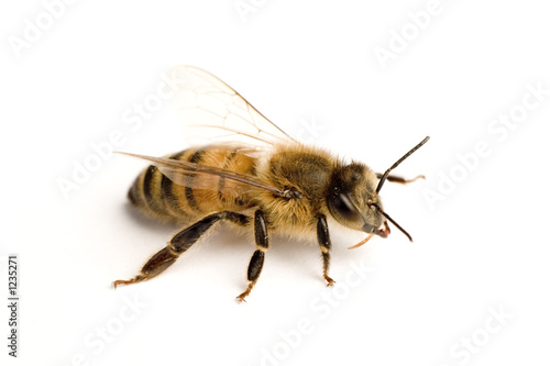 worker bee