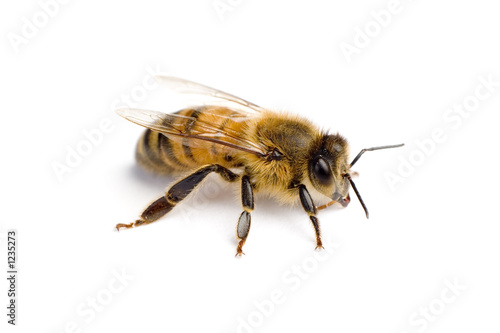 worker bee © Creative images