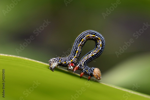 caterpillar