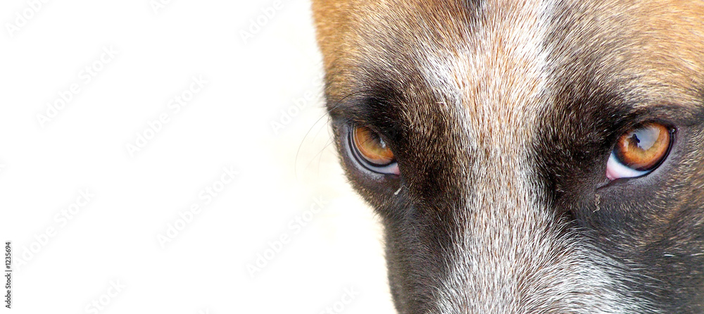 dog look glance