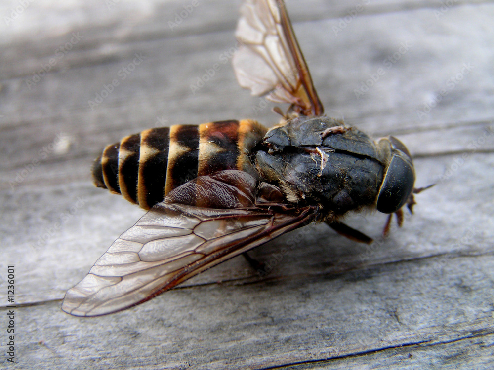 gad-fly isect fly