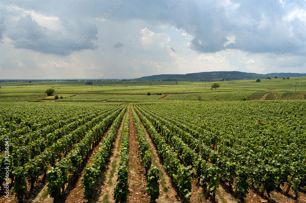 vinyard in france