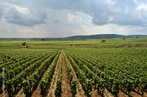vinyard in france