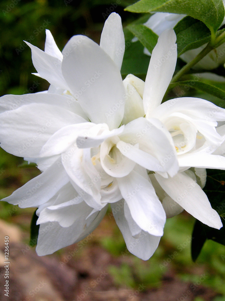 jasmin jasmine flower