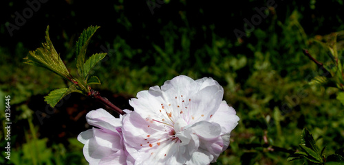 Foto dogrose   brier