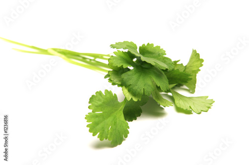 basil