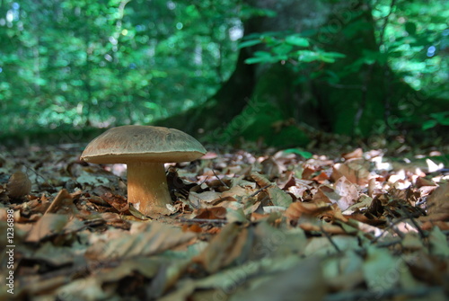 waldpilz