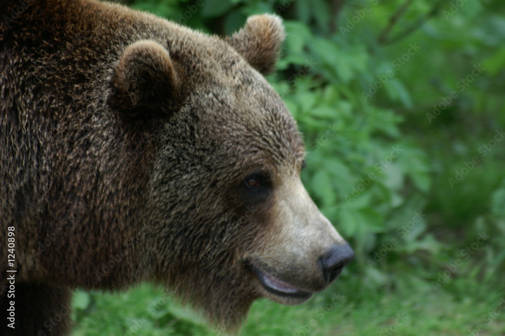 bear bear