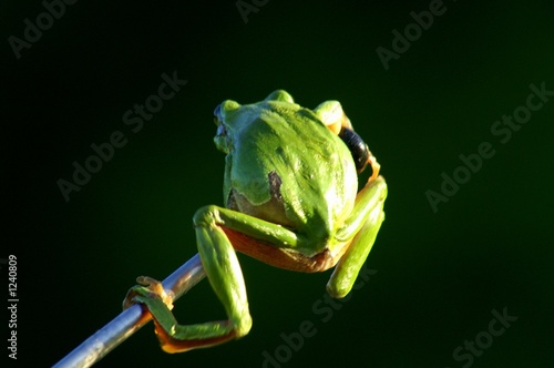 frog photo