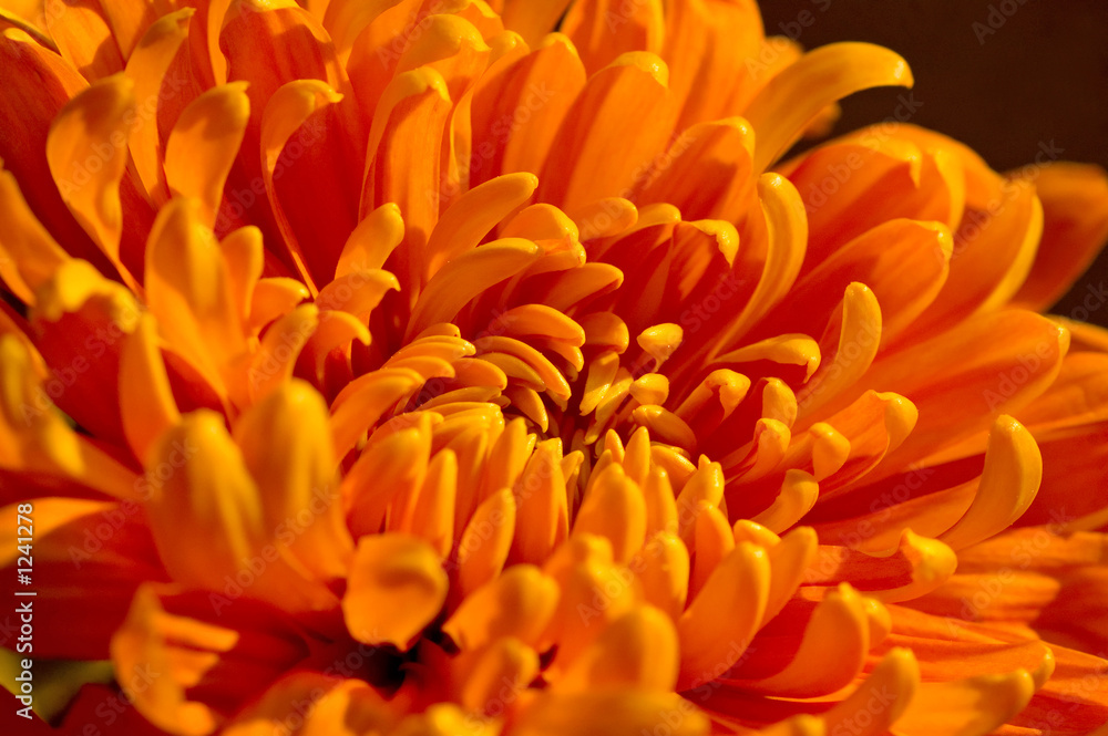 orange mum orange mum