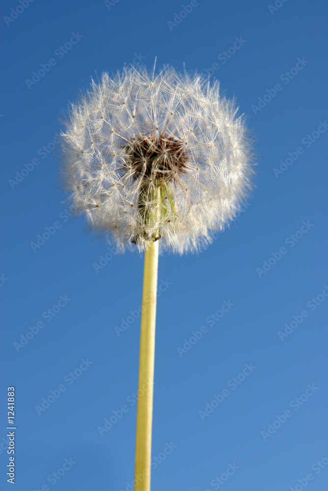 dandelion