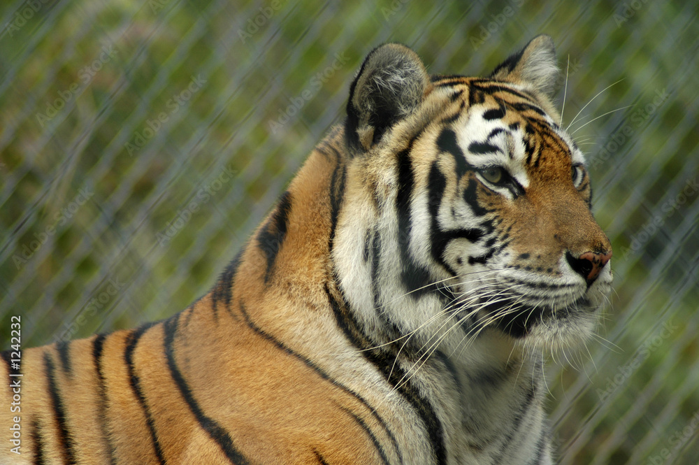 Obraz premium tiger
