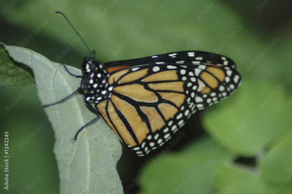 Fototapeta premium butterfly