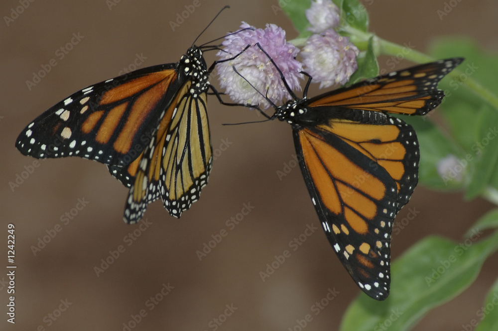 Fototapeta premium butterflies and clover