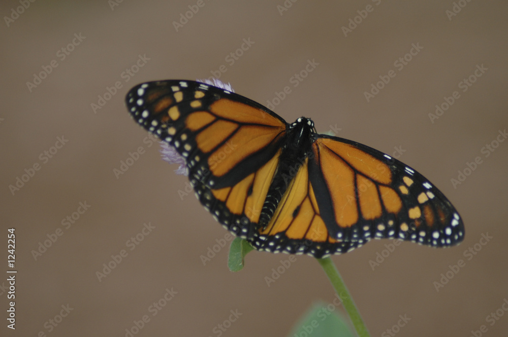 Naklejka premium butterfly 2