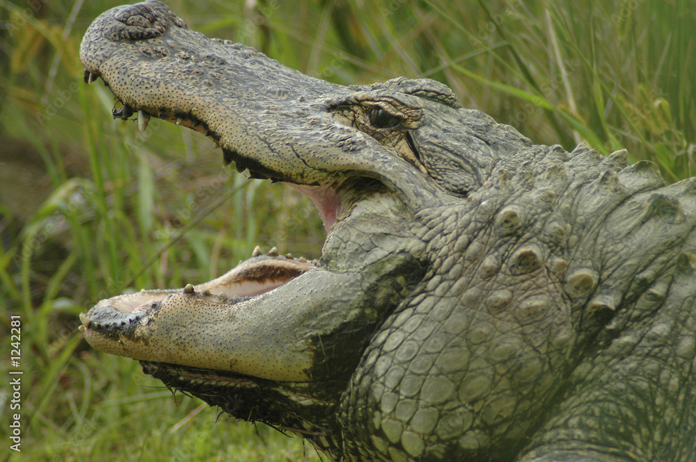 Obraz premium alligator 4