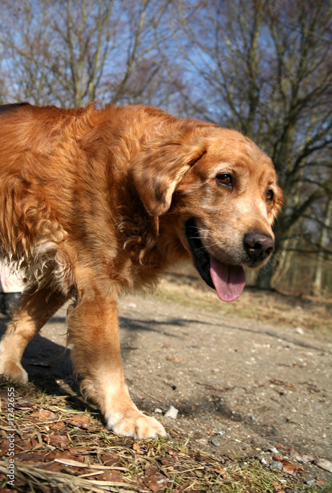 dog golden retriever