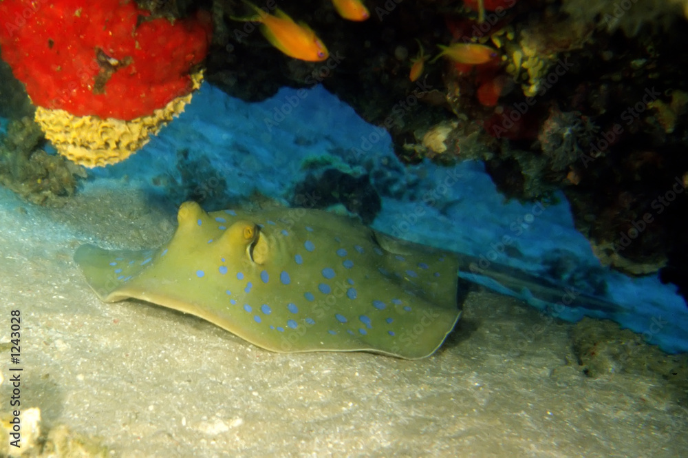 Obraz premium blaupunktrochen