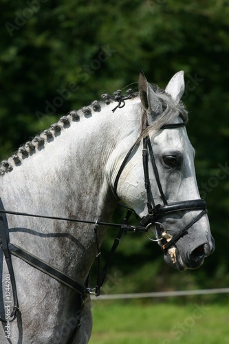 grey horse head