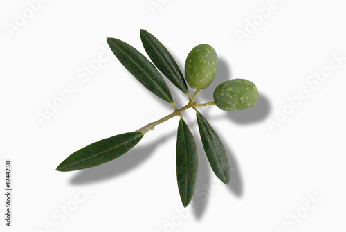 libellule vegetale