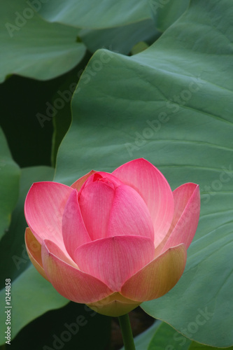 pink lotus blossom
