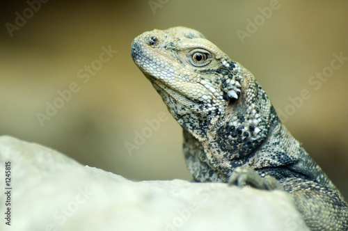 closeup of lizard