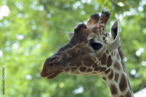 curious giraffe © Marcel Mooij