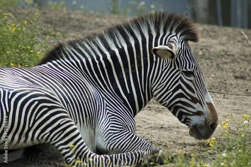 relaxing zebra